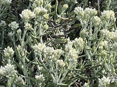 Pseudognaphalium biolettii