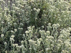 Pseudognaphalium biolettii