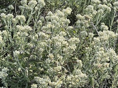 Pseudognaphalium biolettii