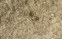 Bathygobius cocosensis