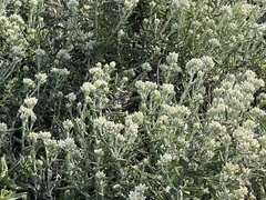 Pseudognaphalium biolettii