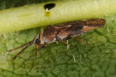 Leptoypha mutica