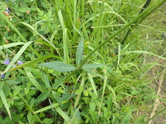 Adenophora triphylla