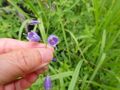 Adenophora triphylla