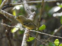 Vireo crassirostris