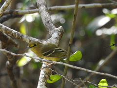 Vireo crassirostris