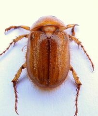 Cyclocephala borealis