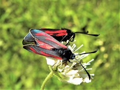 Zygaena minos