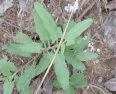 Solanum elaeagnifolium