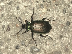 Calosoma alternans