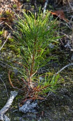 Pinus muricata