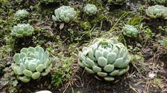 Echeveria elegans