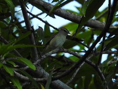 Vireo magister