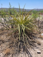 Yucca baccata
