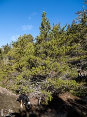 Pinus contorta bolanderi