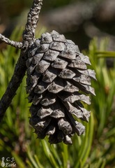Pinus contorta bolanderi