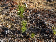Pinus contorta bolanderi