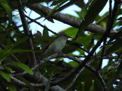 Vireo magister