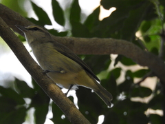 Vireo magister