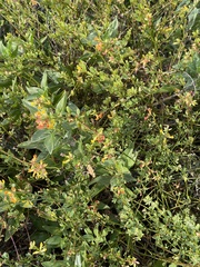 Acmispon junceus junceus