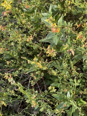 Acmispon junceus junceus