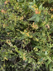 Acmispon junceus junceus