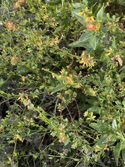 Acmispon junceus junceus