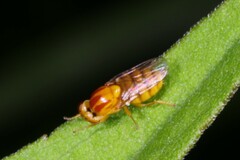 Chlorops rufescens