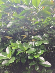 Corynocarpus laevigatus