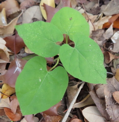 Matelea reticulata