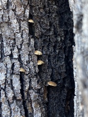 Cryptoporus volvatus