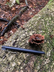 Agaricomycotina