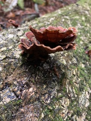 Agaricomycotina