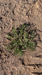 Oncosiphon pilulifer