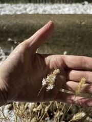 Setaria viridis