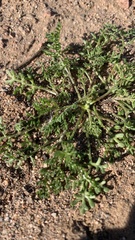 Oncosiphon pilulifer