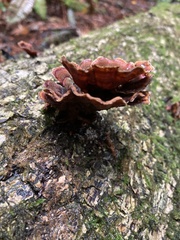 Agaricomycotina