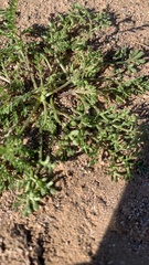 Oncosiphon pilulifer