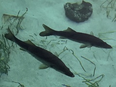 Centropomus undecimalis