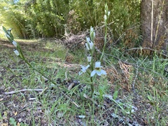 Chloraea longipetala