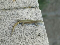 Podarcis guadarramae guadarramae