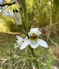 Chloraea longipetala