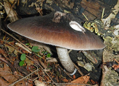 Pluteus exilis