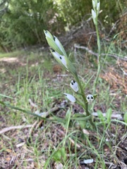Chloraea longipetala