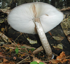 Pluteus exilis