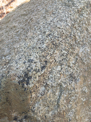 Amandinea