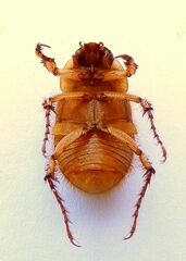 Cyclocephala borealis