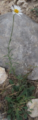 Erigeron modestus