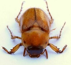 Cyclocephala borealis