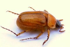 Cyclocephala borealis